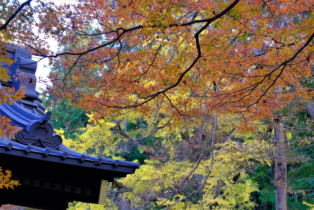 散歩の途中で。8