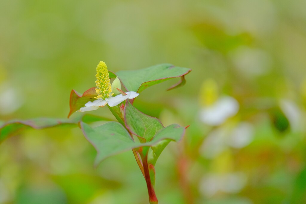 （２）散歩の途中で。-11