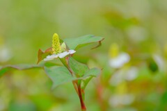 （２）散歩の途中で。-11