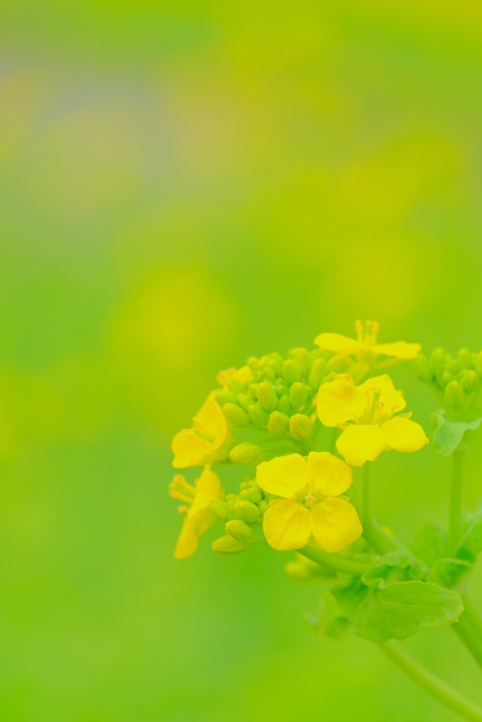 菜の花