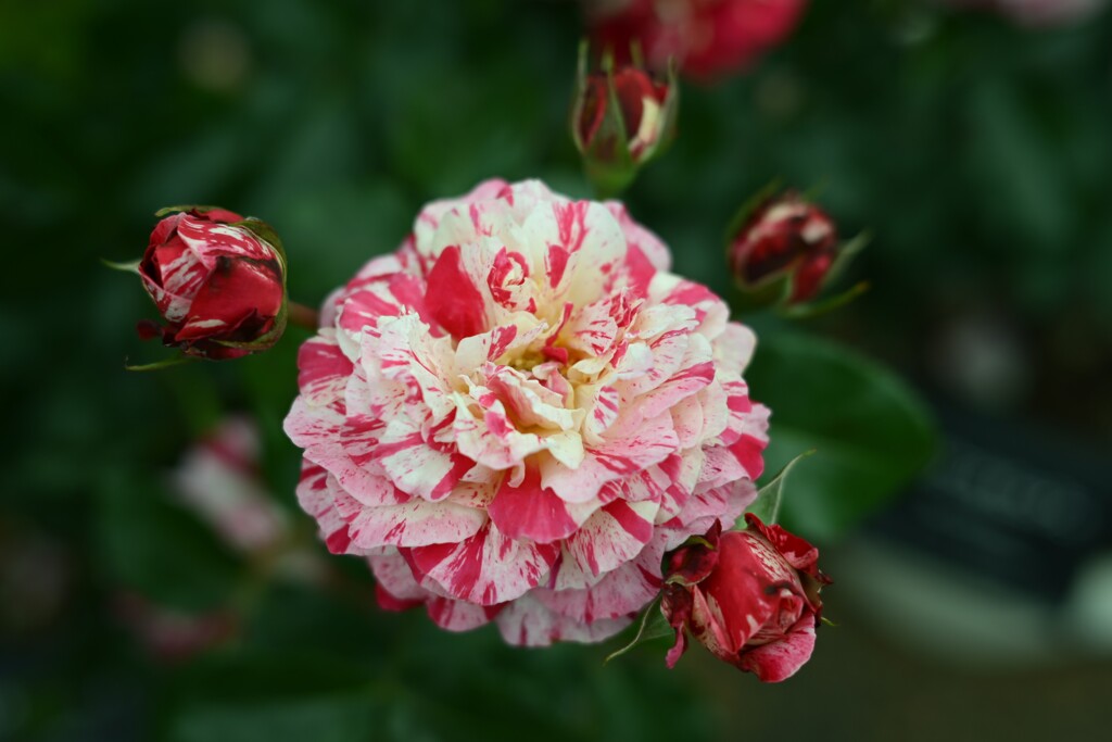 薔薇-3