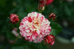 薔薇-3