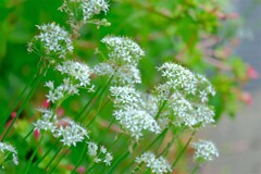 散歩の途中で。２