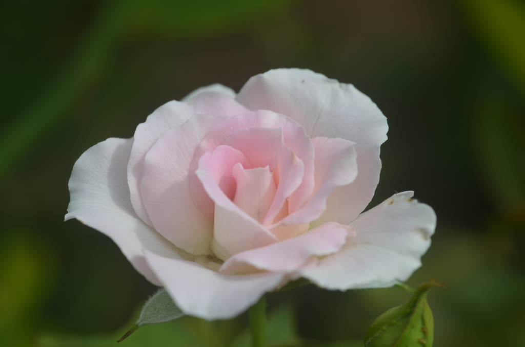 散歩の途中で。4