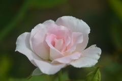 散歩の途中で。4