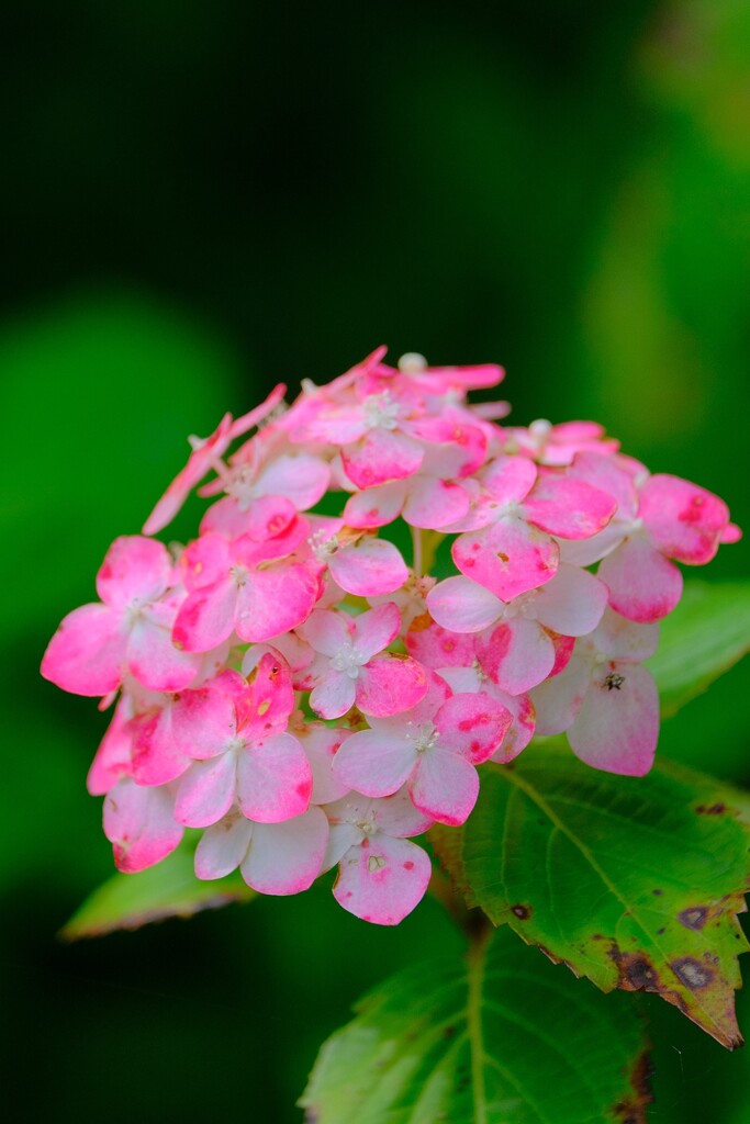 散歩の途中で。