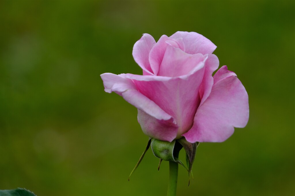 散歩の途中で。6