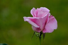 散歩の途中で。6