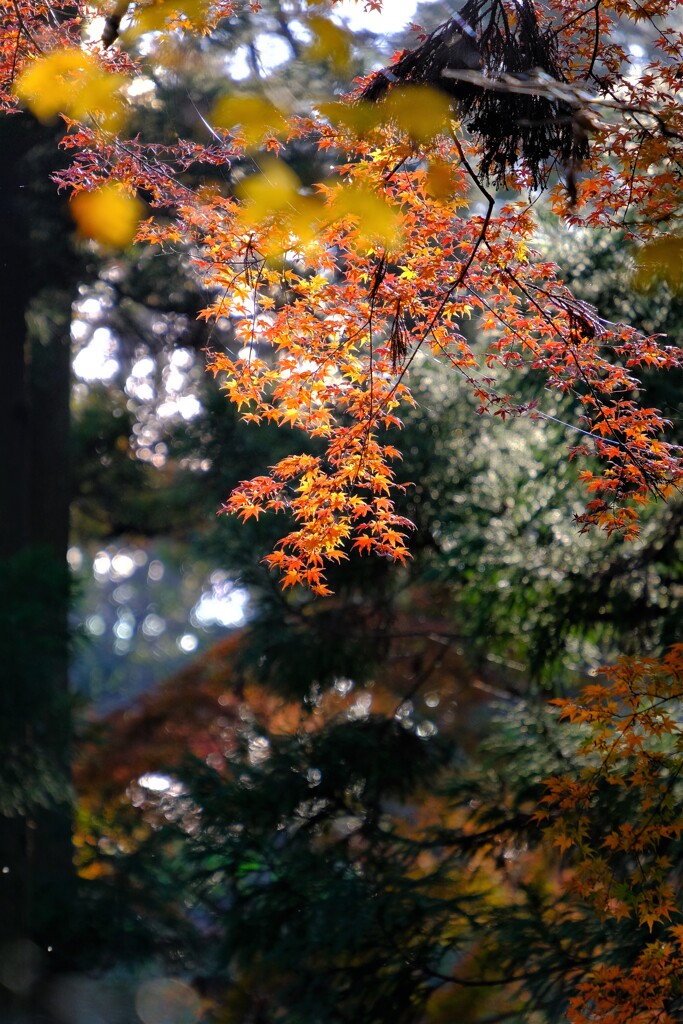 散歩の途中で。⑦