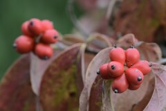 ハナミズキの実