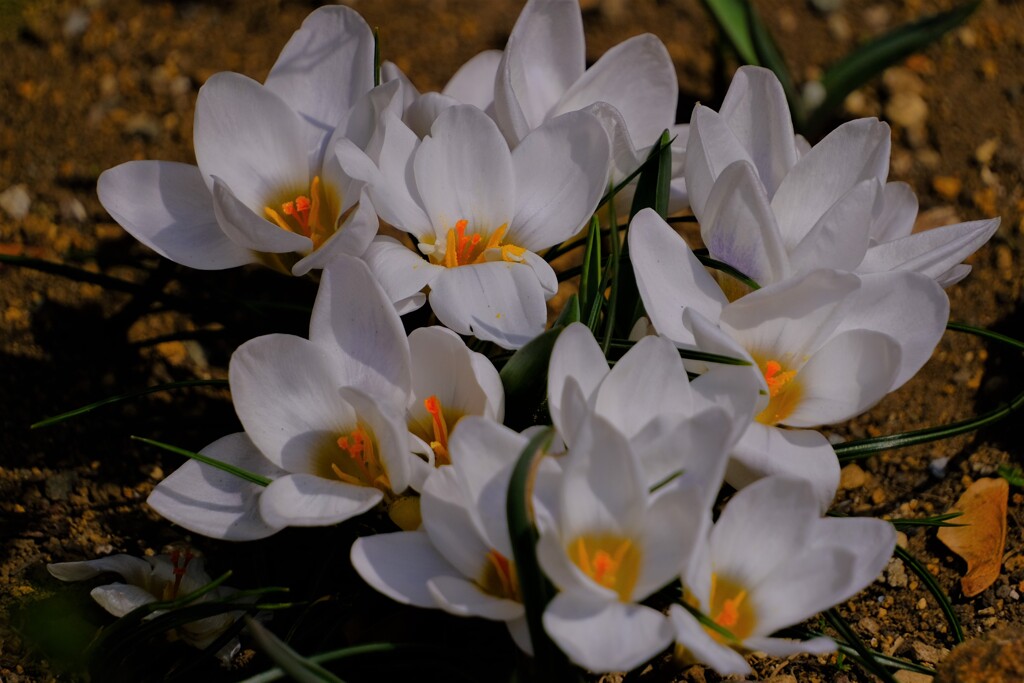 散歩の途中で。Ⅳ