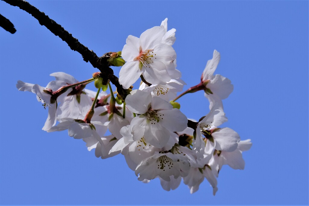 桜