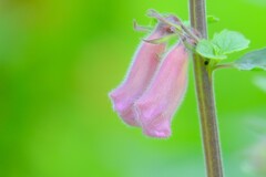 散歩の途中で。