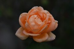 秋のバラ（２）