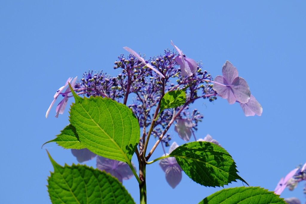 紫陽花