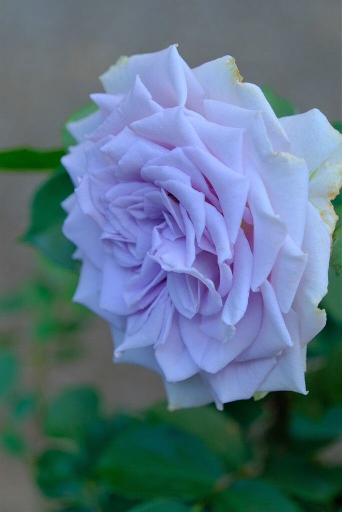 薔薇