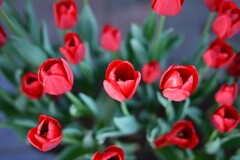 チューリップ-3