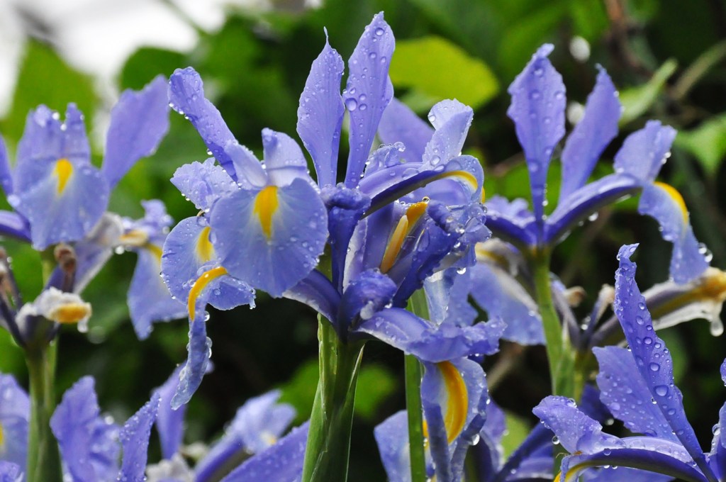 ダッチアイリス