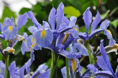 ダッチアイリス