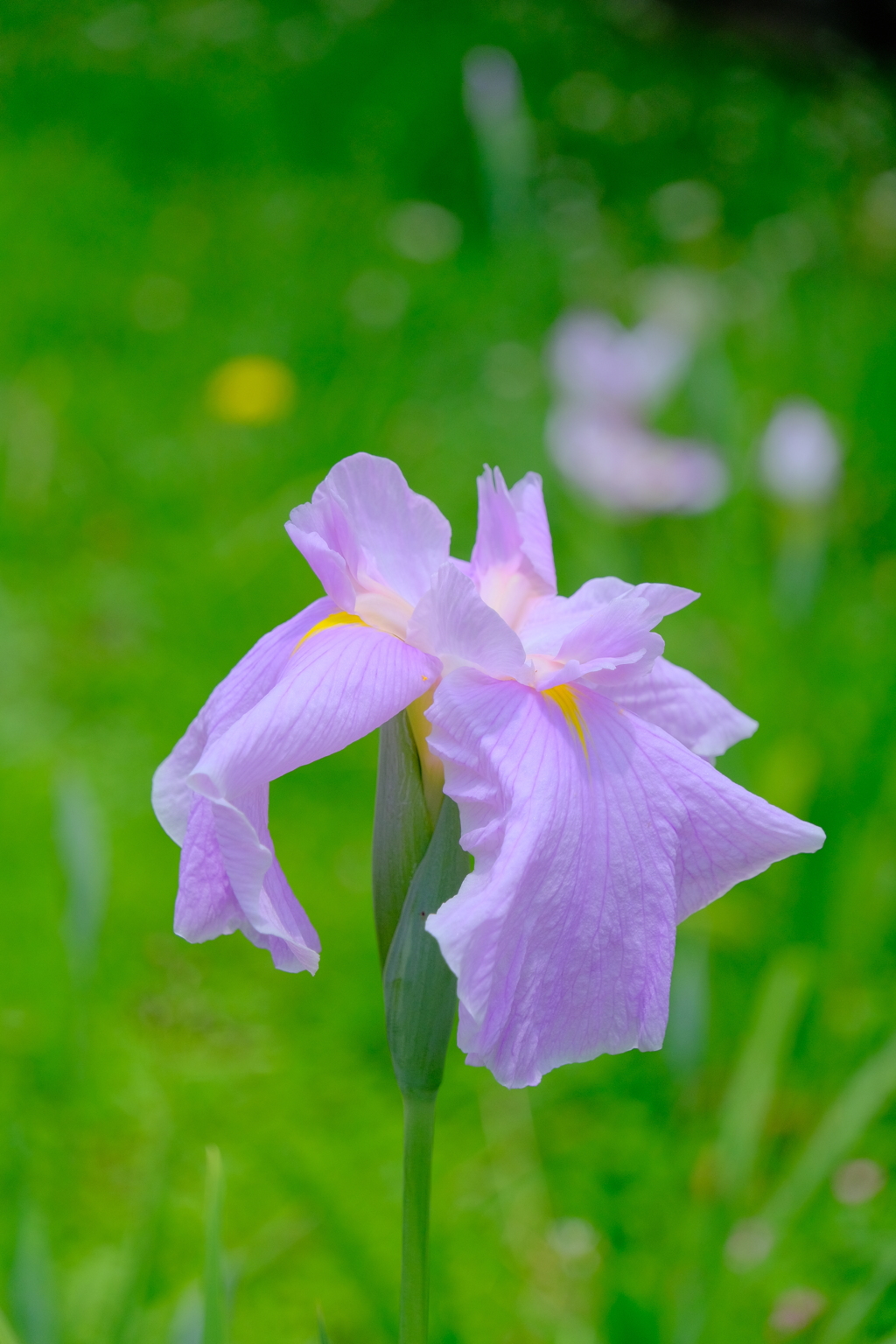 散歩の途中で。⑨