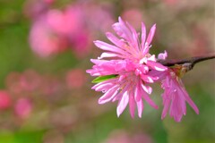 散歩の途中で。Ⅷ