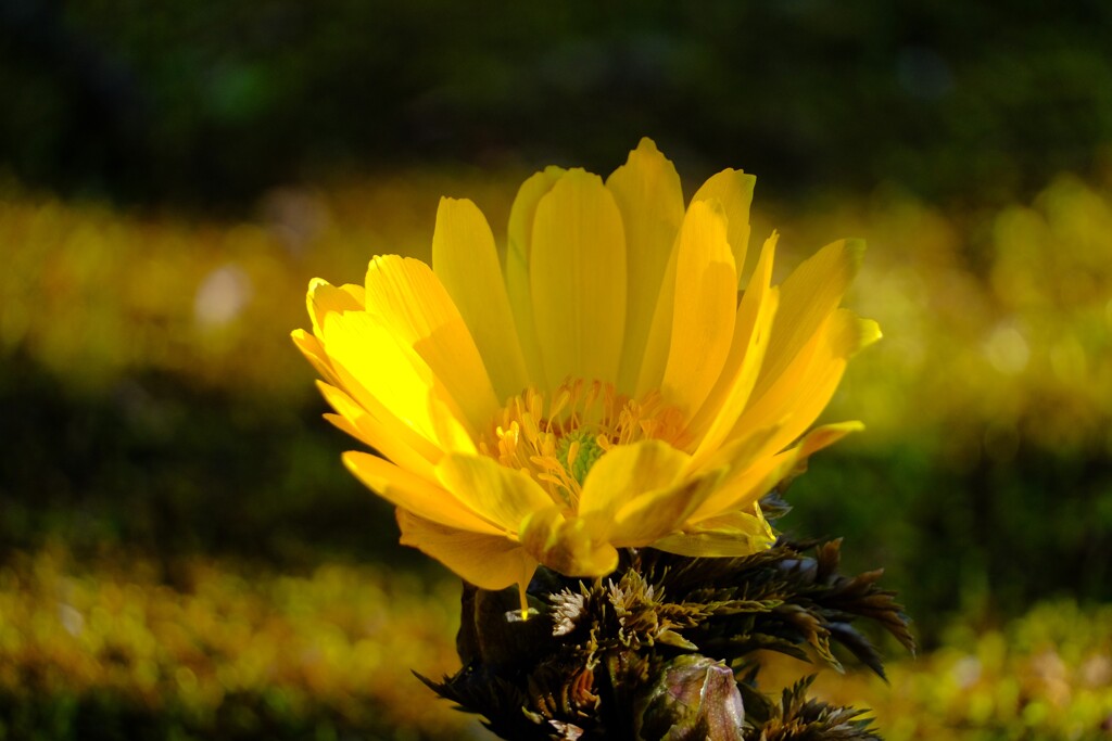 散歩の途中で。７