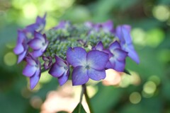 散歩の途中で。Ⅷ