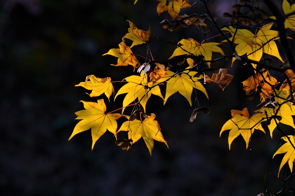 散歩の途中で。⑧