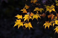 散歩の途中で。⑧