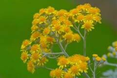 散歩の途中で。⑩