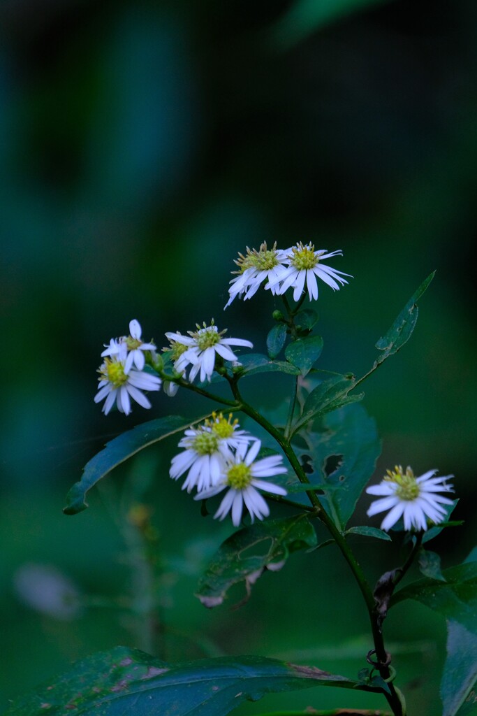 散歩の途中で。③