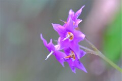 散歩の途中で。③