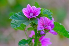 散歩の途中で。14