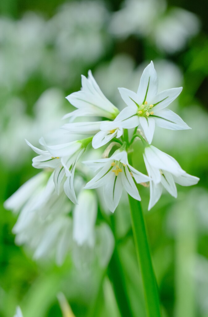 アリウムコワニー