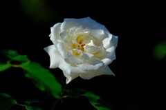 散歩の途中で。3