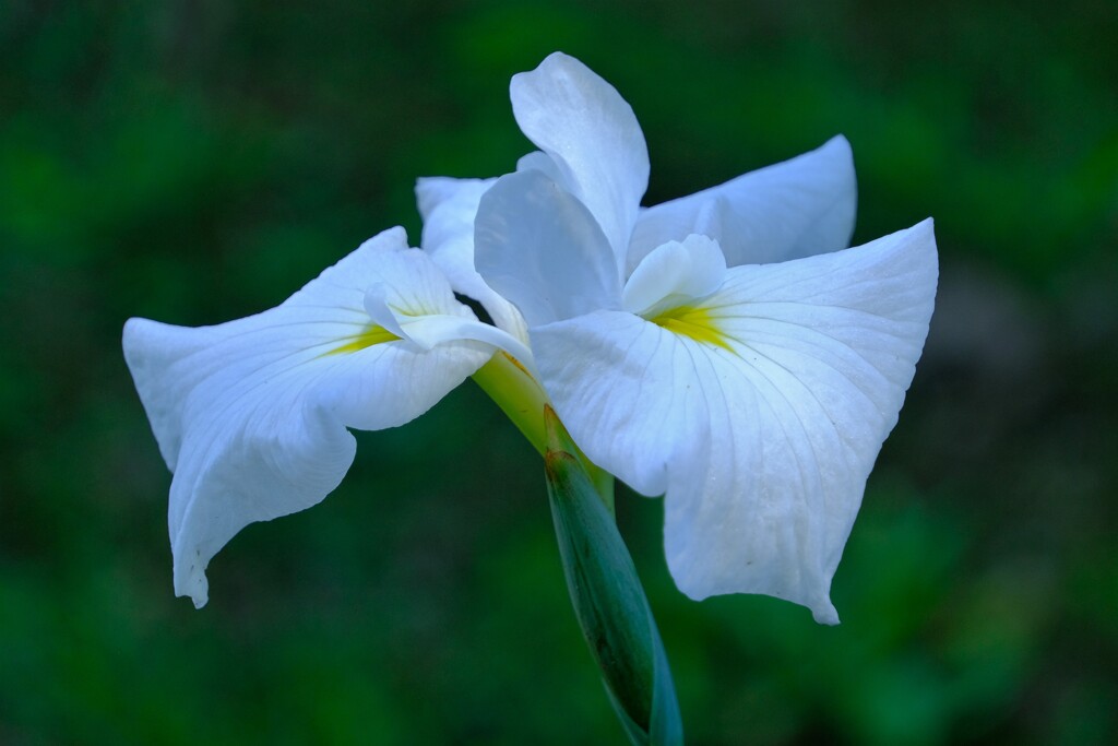 花菖蒲-2