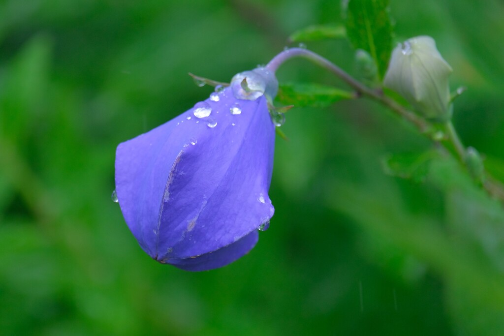 散歩の途中で。