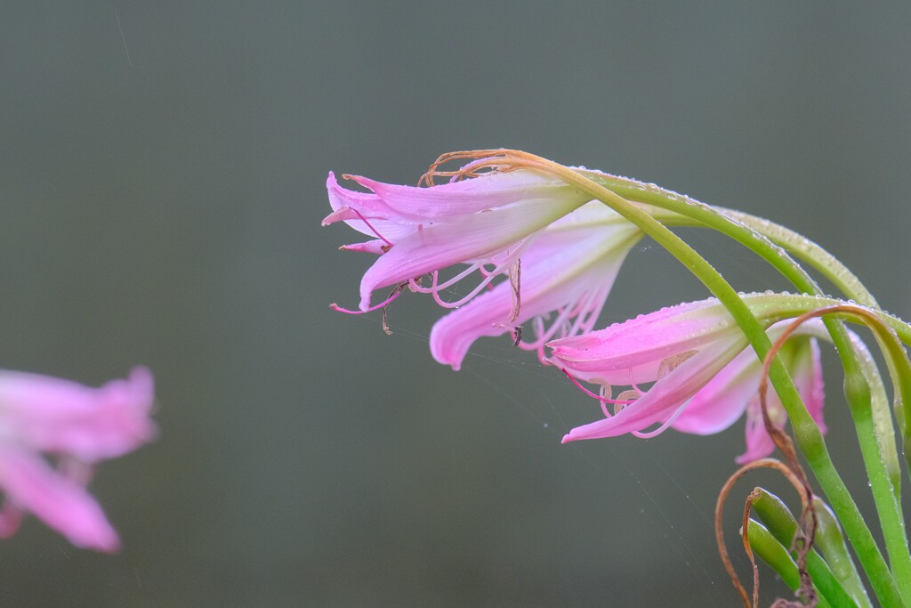 散歩の途中で。