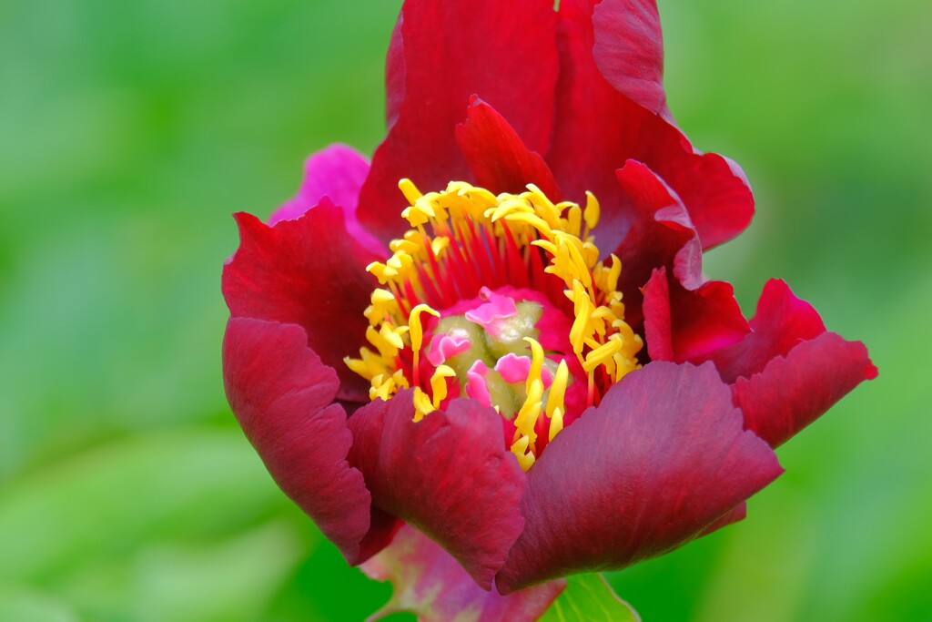 シャクヤク（２）