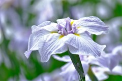 散歩の途中で。（１１）