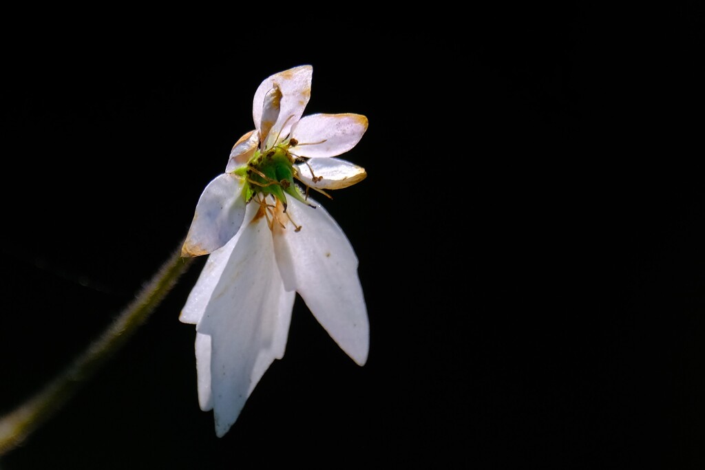 散歩の途中で。