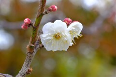 散歩の途中で。⑤