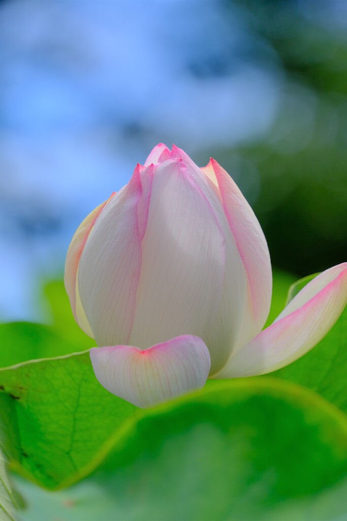 散歩の途中で。⑨