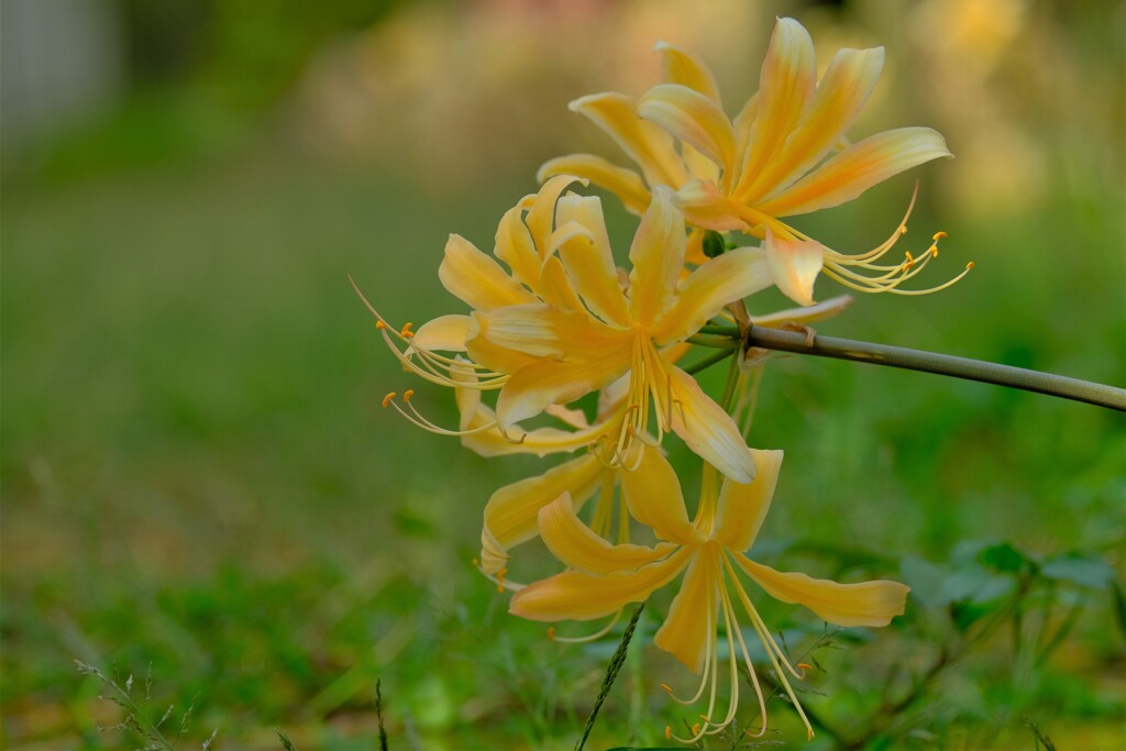 散歩の途中で。2