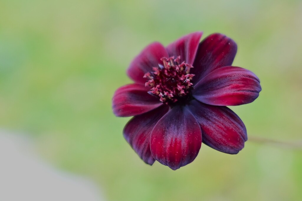 チョコレートコスモス