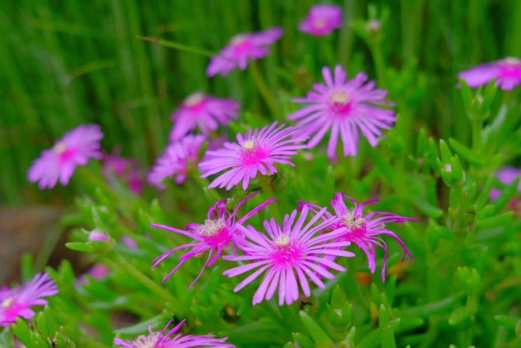 散歩の途中で。（３）