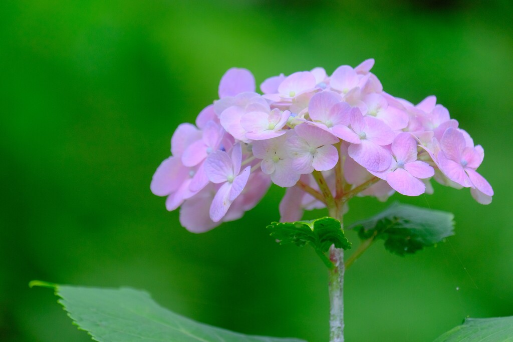 散歩の途中で。