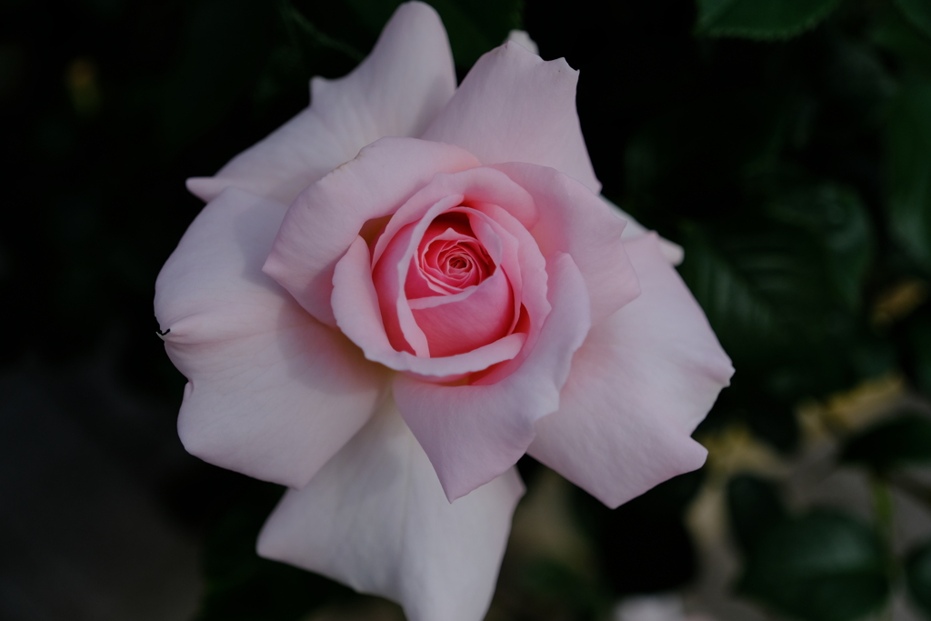 散歩の途中で。Ⅰ