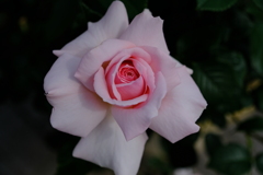 散歩の途中で。Ⅰ