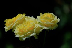 散歩の途中で。①